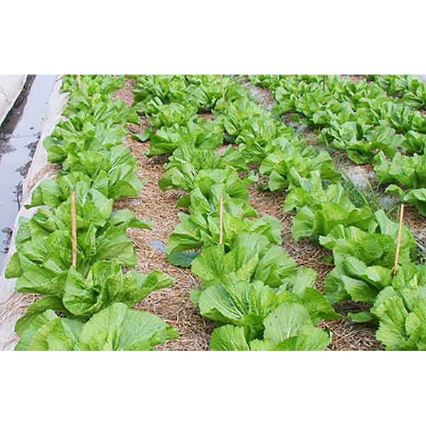 Hạt Giống Cải Bẹ Dưa