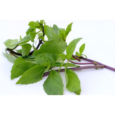 Hạt Giống Rau Quế 5G