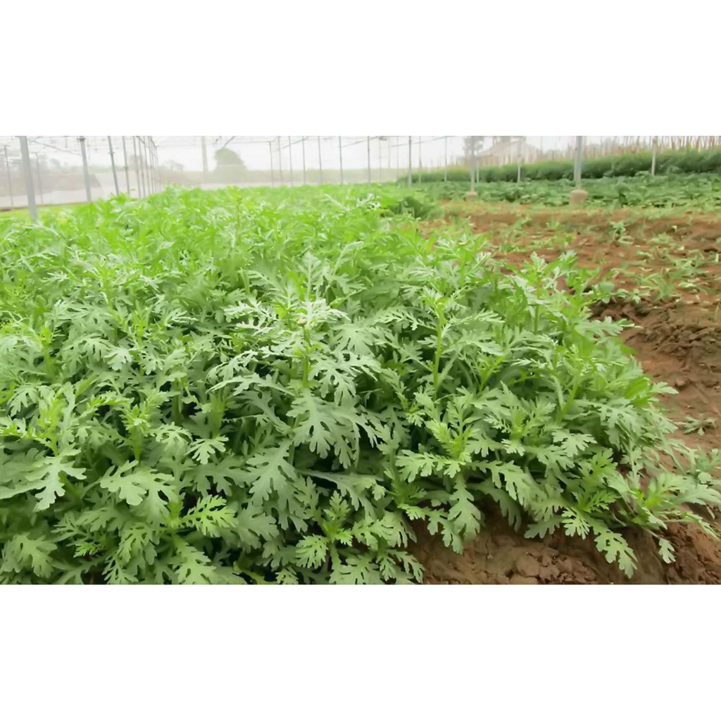 Hạt Giống Rau Tần Ô (Cúc Tẻ, Cúc Nếp)