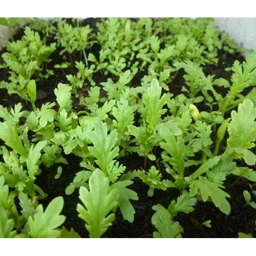 Hạt Giống Rau Tần Ô (Cúc Tẻ, Cúc Nếp)