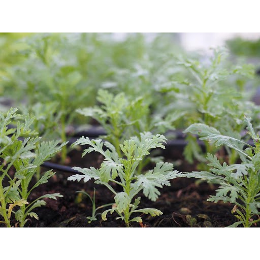 Hạt Giống Rau Tần Ô (Cúc Tẻ, Cúc Nếp)