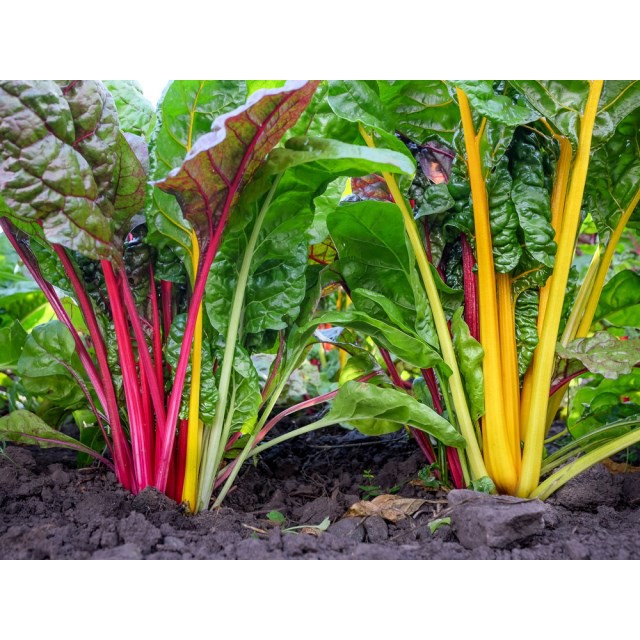 Hạt Giống Cải Cầu Vồng 10G