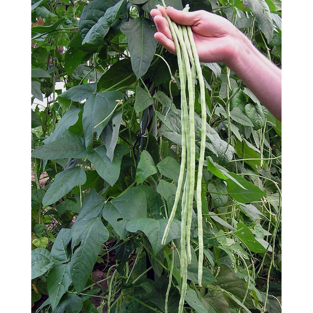 Hạt Giống Đậu Đũa Hạt Đen 10G