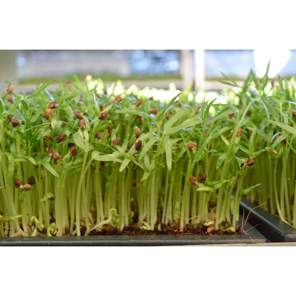 Hạt Giống Rau Muống Cao Sản