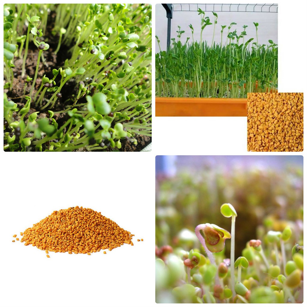 Hạt Giống Rau Mầm Thảo Dược 20G