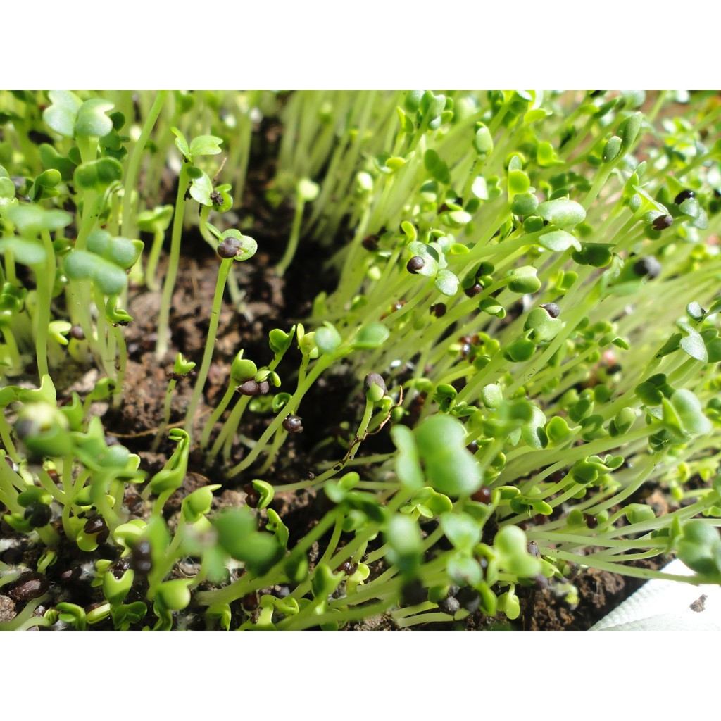 Hạt Giống Rau Mầm Thảo Dược 20G