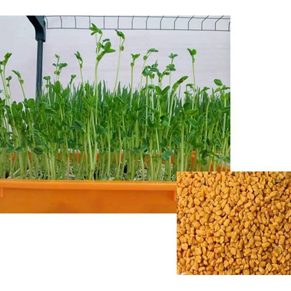 Hạt Giống Rau Mầm Thảo Dược 20G