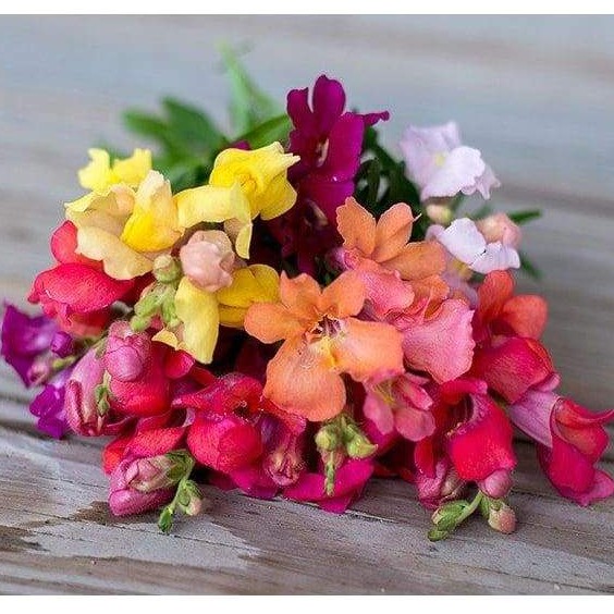 Hạt Giống Hoa Mõm Sói Mix 500Mg