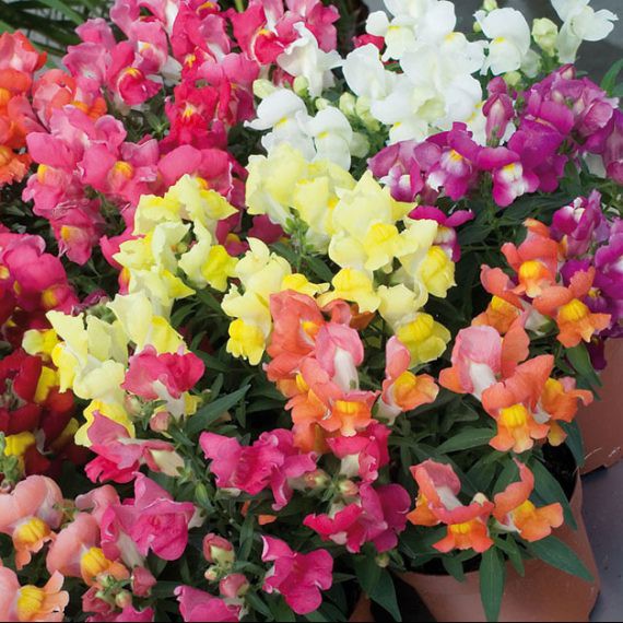 Hạt Giống Hoa Mõm Sói Mix 500Mg