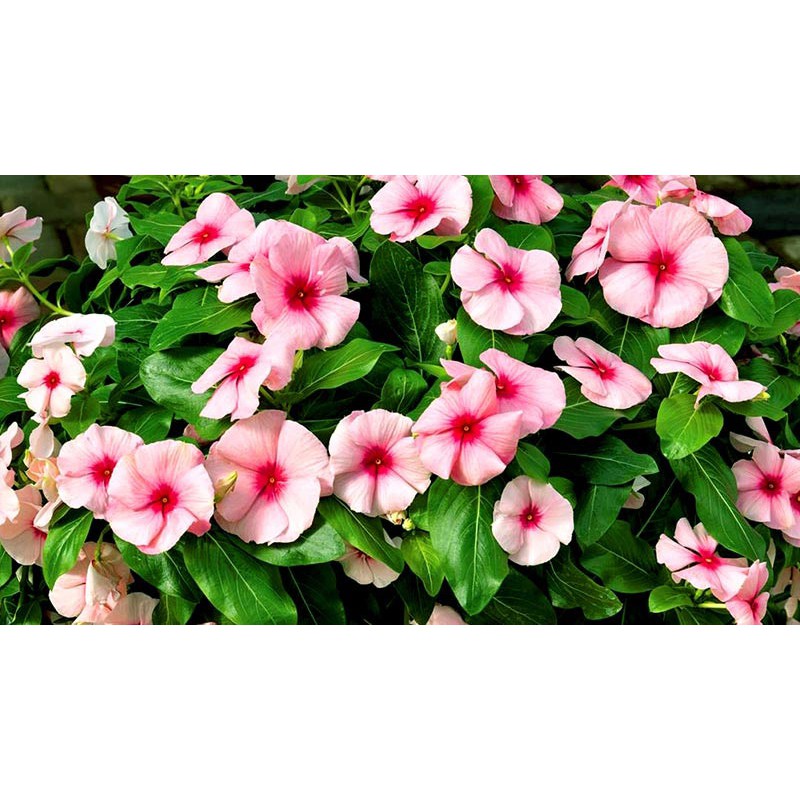 Hạt Giống Hoa Dừa Cạn Rũ Hồng 10H