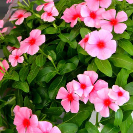 Hạt Giống Hoa Dừa Cạn Rũ Hồng 10H