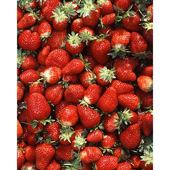 Hạt Giống Dâu Tây Gói 10 Hạt