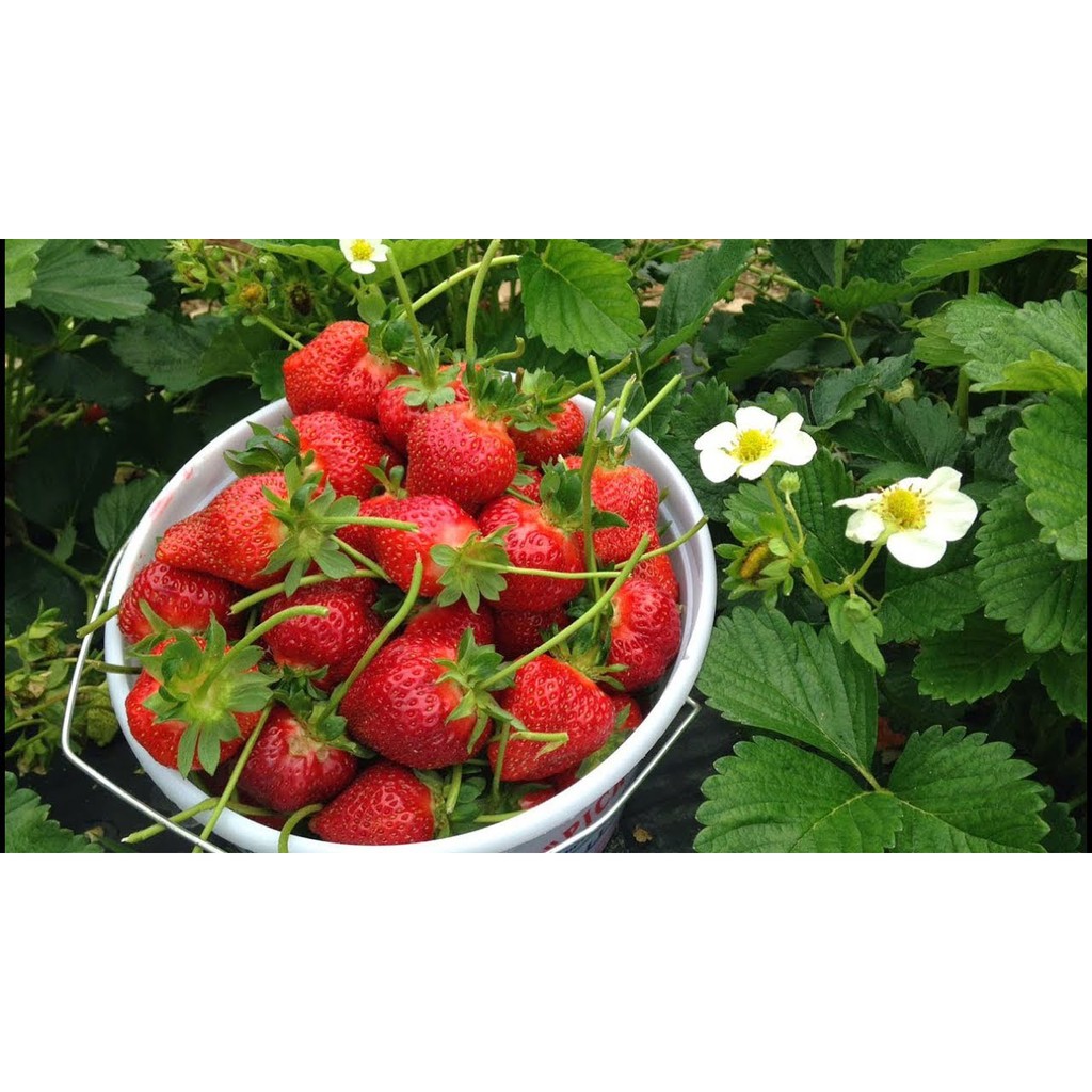 Hạt Giống Dâu Tây Gói 10 Hạt