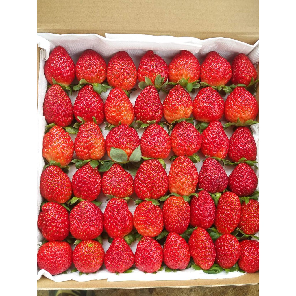 Hạt Giống Dâu Tây Gói 10 Hạt