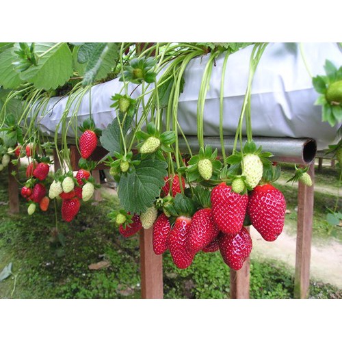 Hạt Giống Dâu Tây Gói 10 Hạt