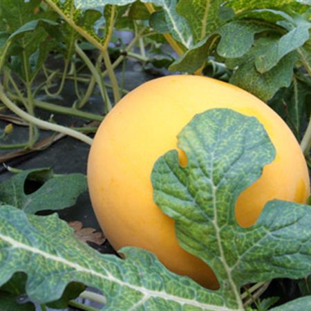 Hạt Giống Dưa Lê 10 hạt