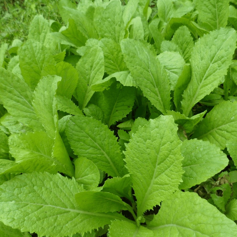 Hạt Giống Cải Bẹ Xanh (Cải Xanh Mỡ)