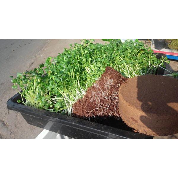 Giá Thể Mùn Dừa Đất H1 Hapigreen 800G (Trồng Rau Mầm + Thủy Canh)