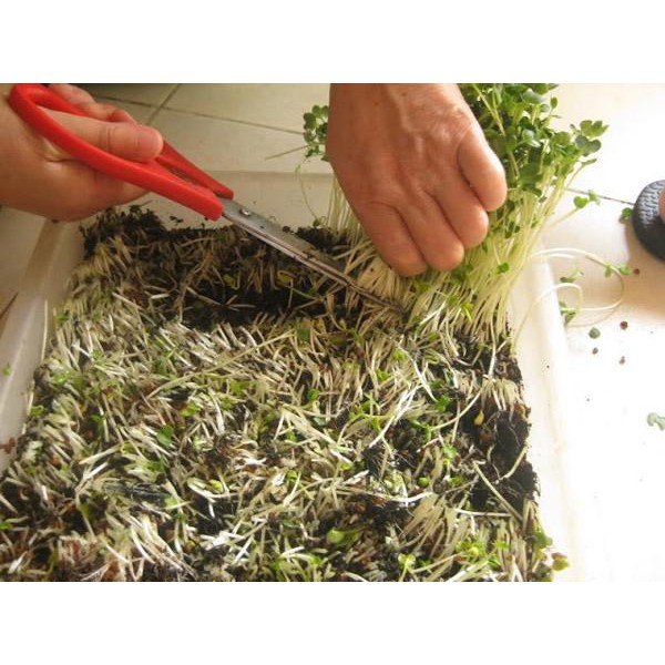 Giá Thể Mùn Dừa Đất H1 Hapigreen 800G (Trồng Rau Mầm + Thủy Canh)