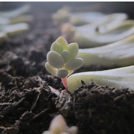 Đất Trồng Cây Chuyên Dụng Cho Sen Đá