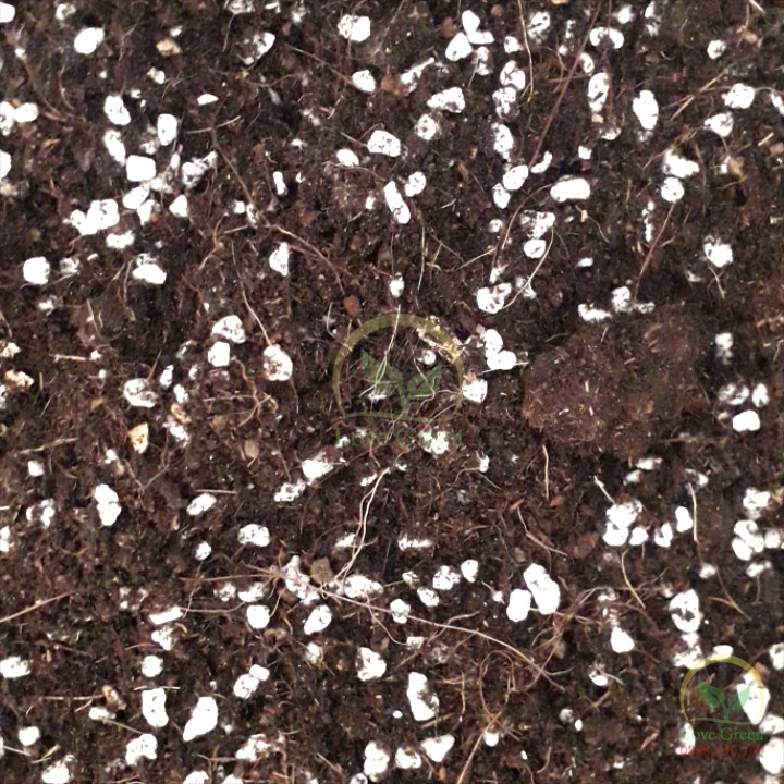 Đất Trồng Cây Chuyên Dụng Cho Sen Đá