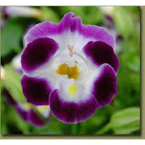 Hạt Giống Hoa Mắt Nai Mix 10H