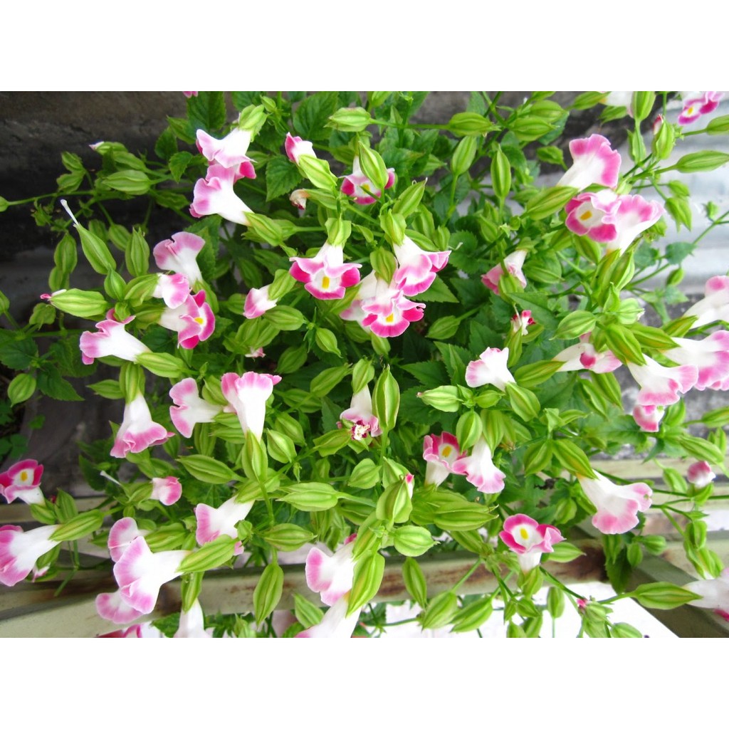 Hạt Giống Hoa Mắt Nai Mix 10H