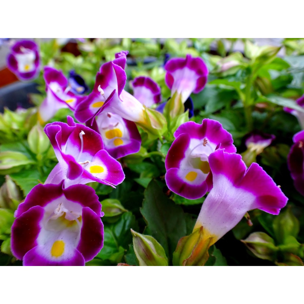 Hạt Giống Hoa Mắt Nai Mix 10H