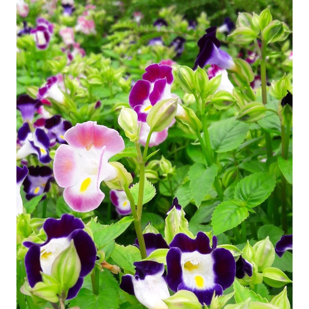 Hạt Giống Hoa Mắt Nai Mix 10H