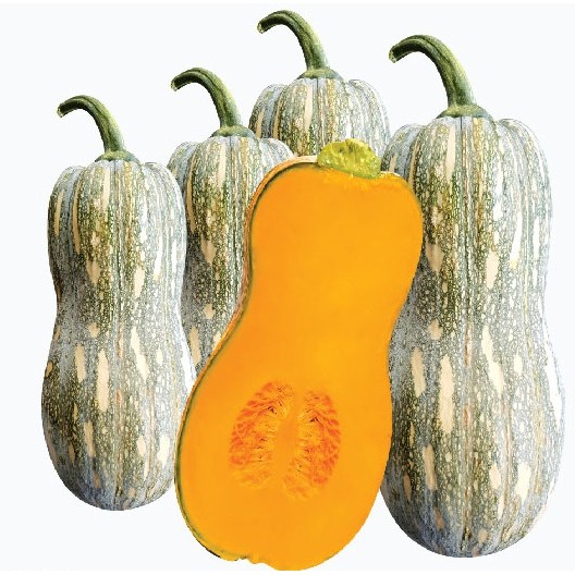 Hạt Giống Bí Đỏ Hạt Đậu F1 2G