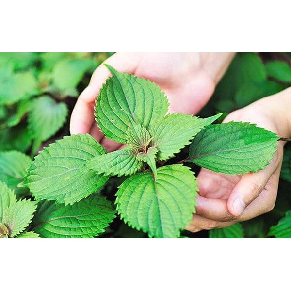 Hạt Giống Rau Tía Tô 2G