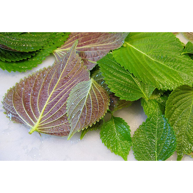 Hạt Giống Rau Tía Tô 2G