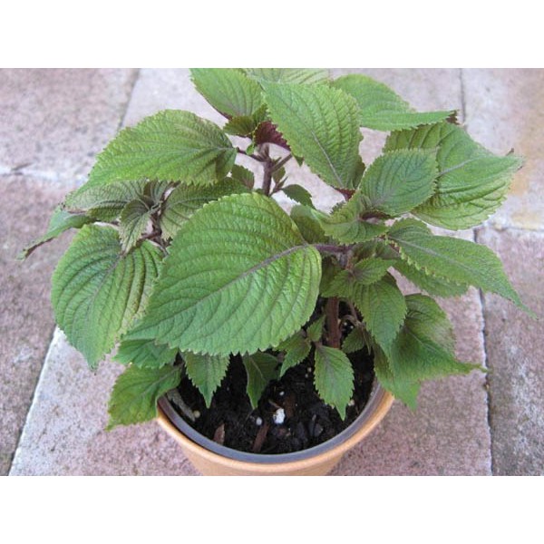 Hạt Giống Rau Tía Tô 2G