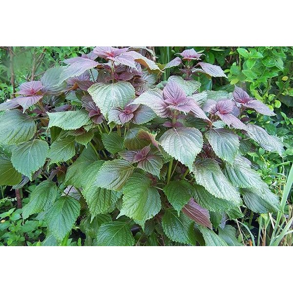 Hạt Giống Rau Tía Tô 2G