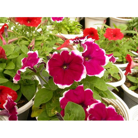 Hạt Giống Hoa Dạ Yên Thảo F1 Viền Mix 15H