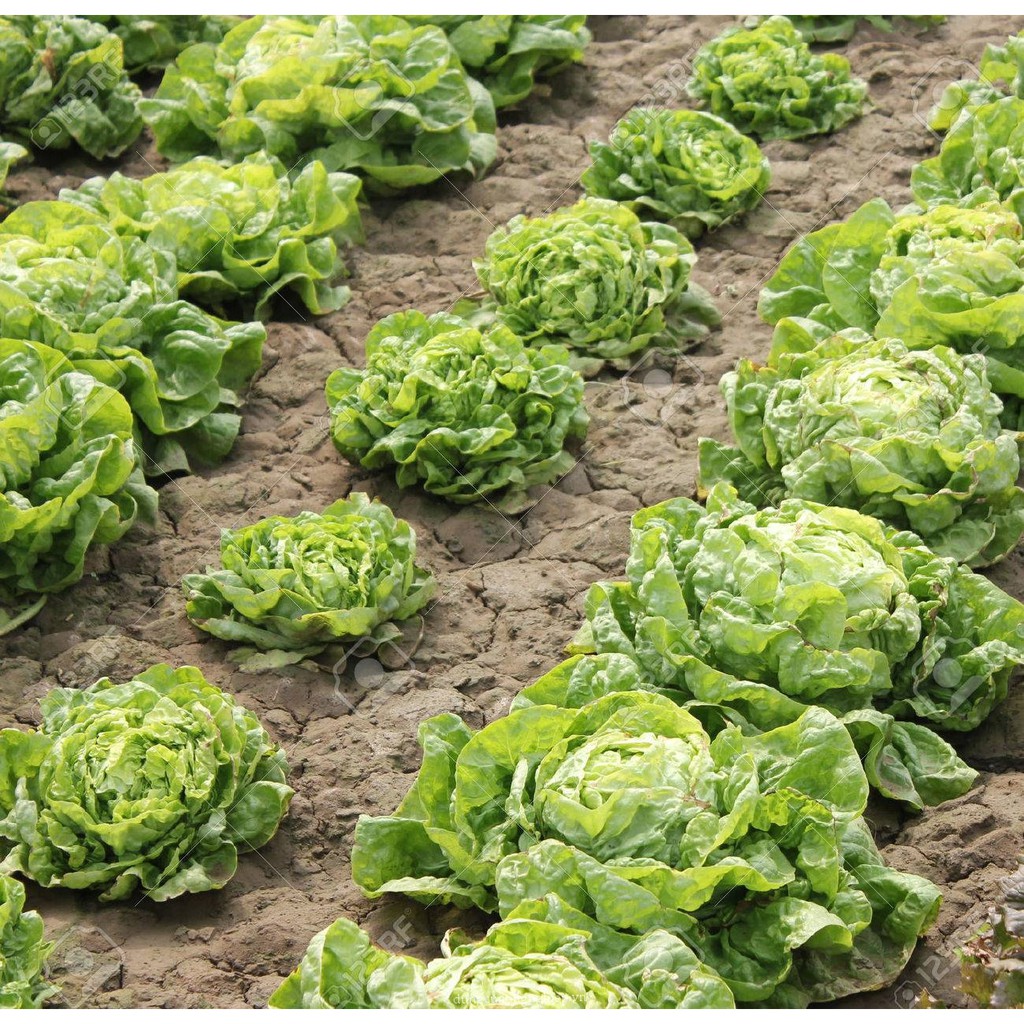 Hạt Giống Xà Lách Búp High Land 2G