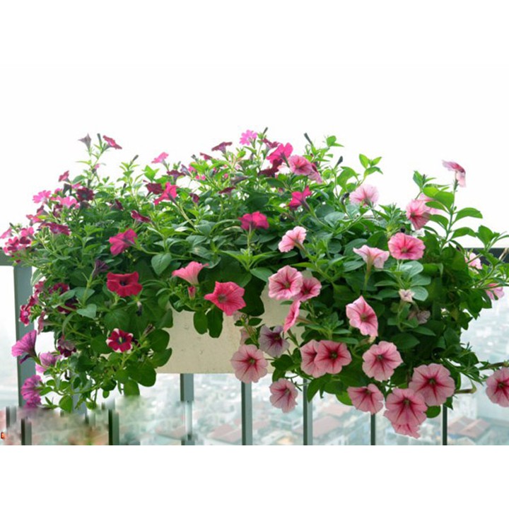 Hạt Giống Hoa Dạ Yên Thảo F1 Có Gân Mix 15H