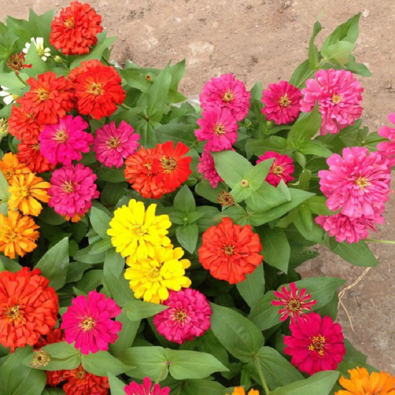 Hạt Giống Hoa Cúc Lá Nhám Dreamland Mix 5H