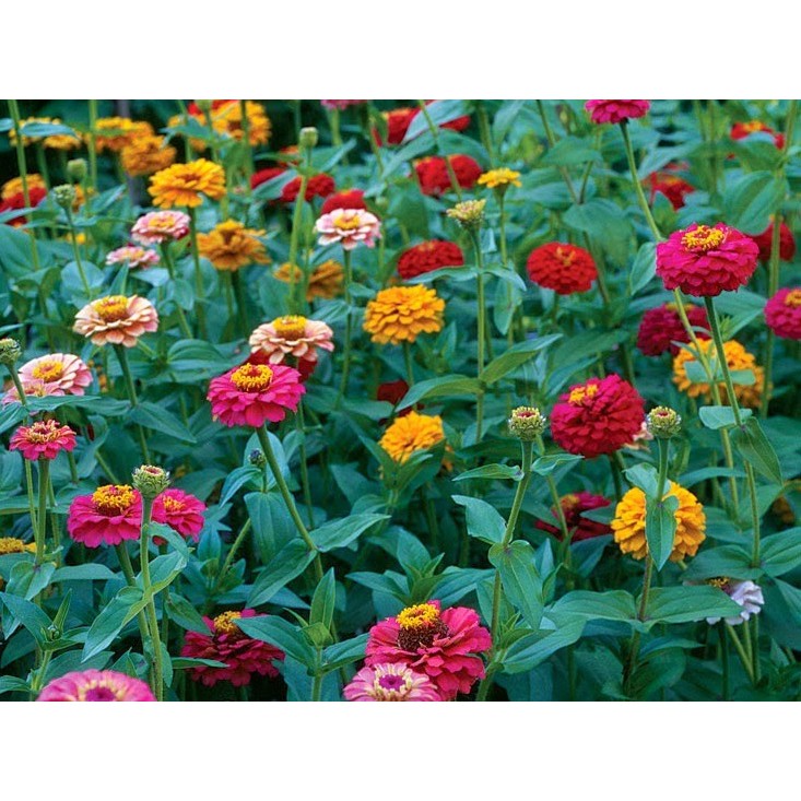 Hạt Giống Hoa Cúc Lá Nhám Dreamland Mix 5H