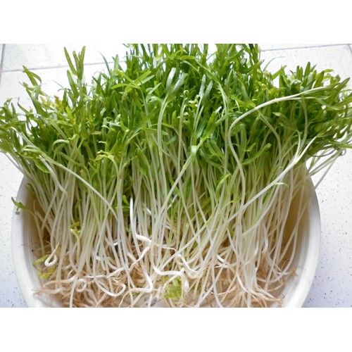 Hạt Giống Mầm Rau Muống 100G