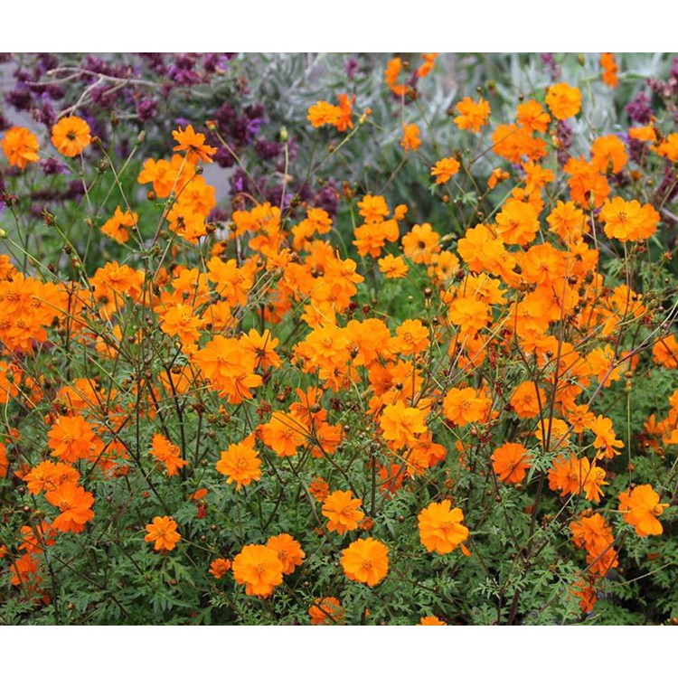 Hạt Giống Hoa Sao Nhái Cam Kép Lùn 20H