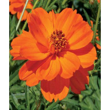 Hạt Giống Hoa Sao Nhái Cam Kép Lùn 20H