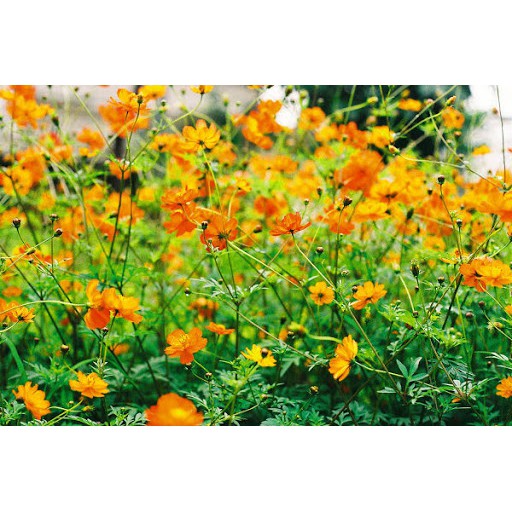 Hạt Giống Hoa Sao Nhái Cam Kép Lùn 20H