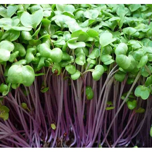 Hạt Giống Rau Mầm Củ Cải Đỏ 30G