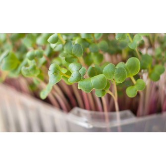 Hạt Giống Rau Mầm Củ Cải Đỏ 30G