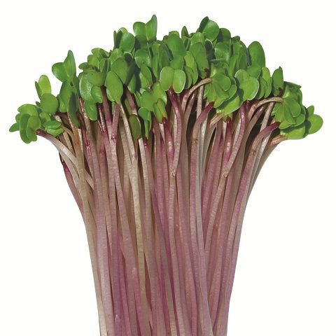 Hạt Giống Rau Mầm Củ Cải Đỏ 30G