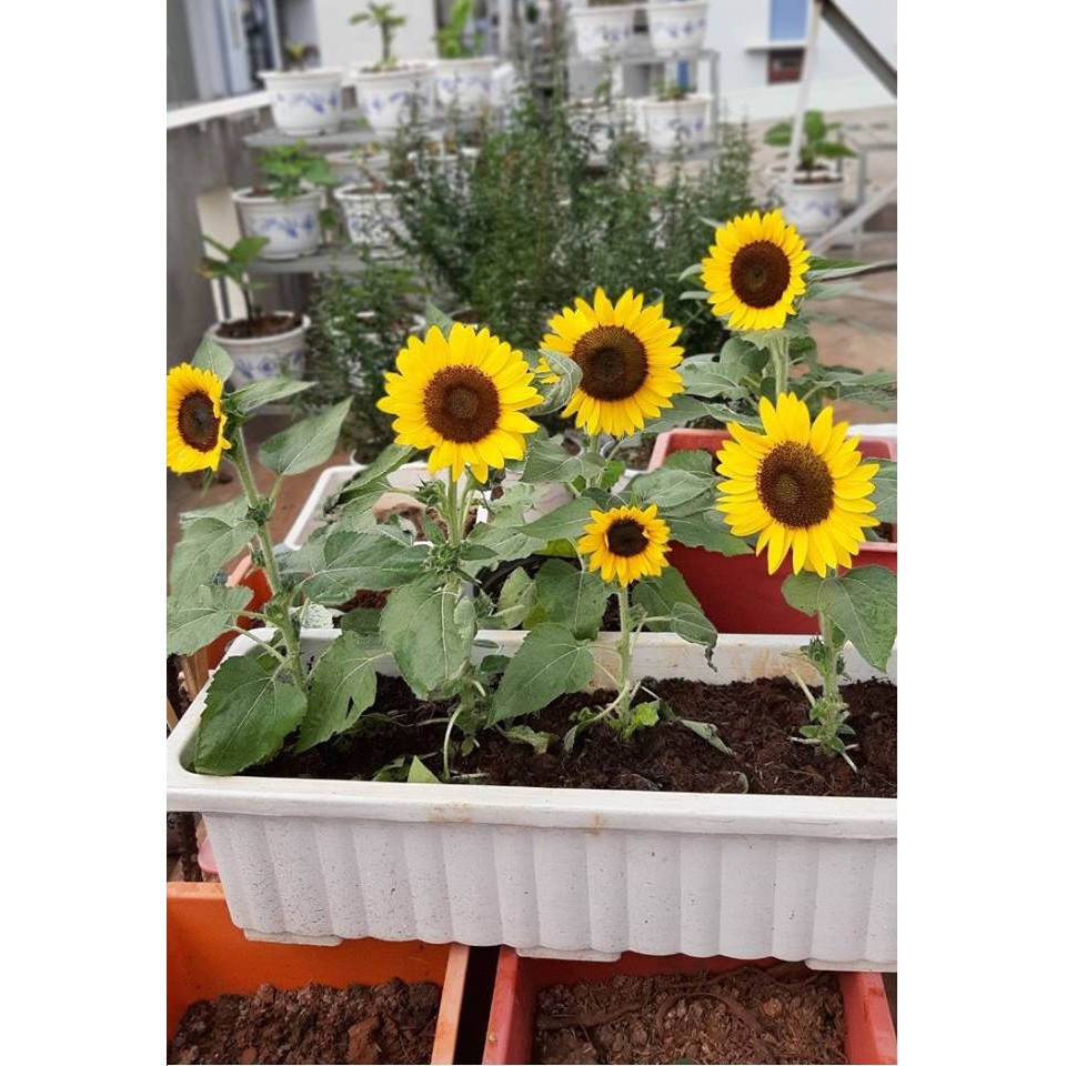 Hạt Giống Hoa Hướng Dương Valentino 10H