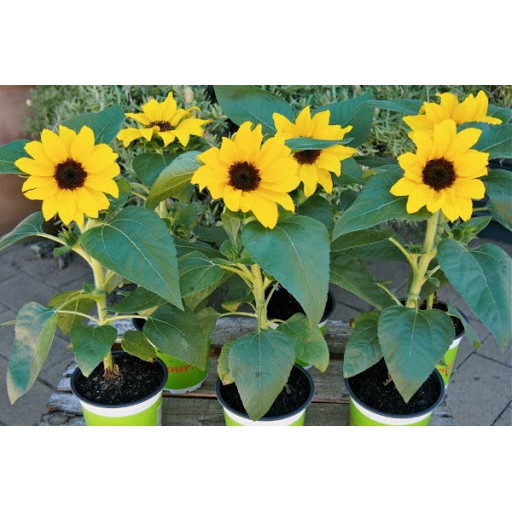 Hạt Giống Hoa Hướng Dương Valentino 10H