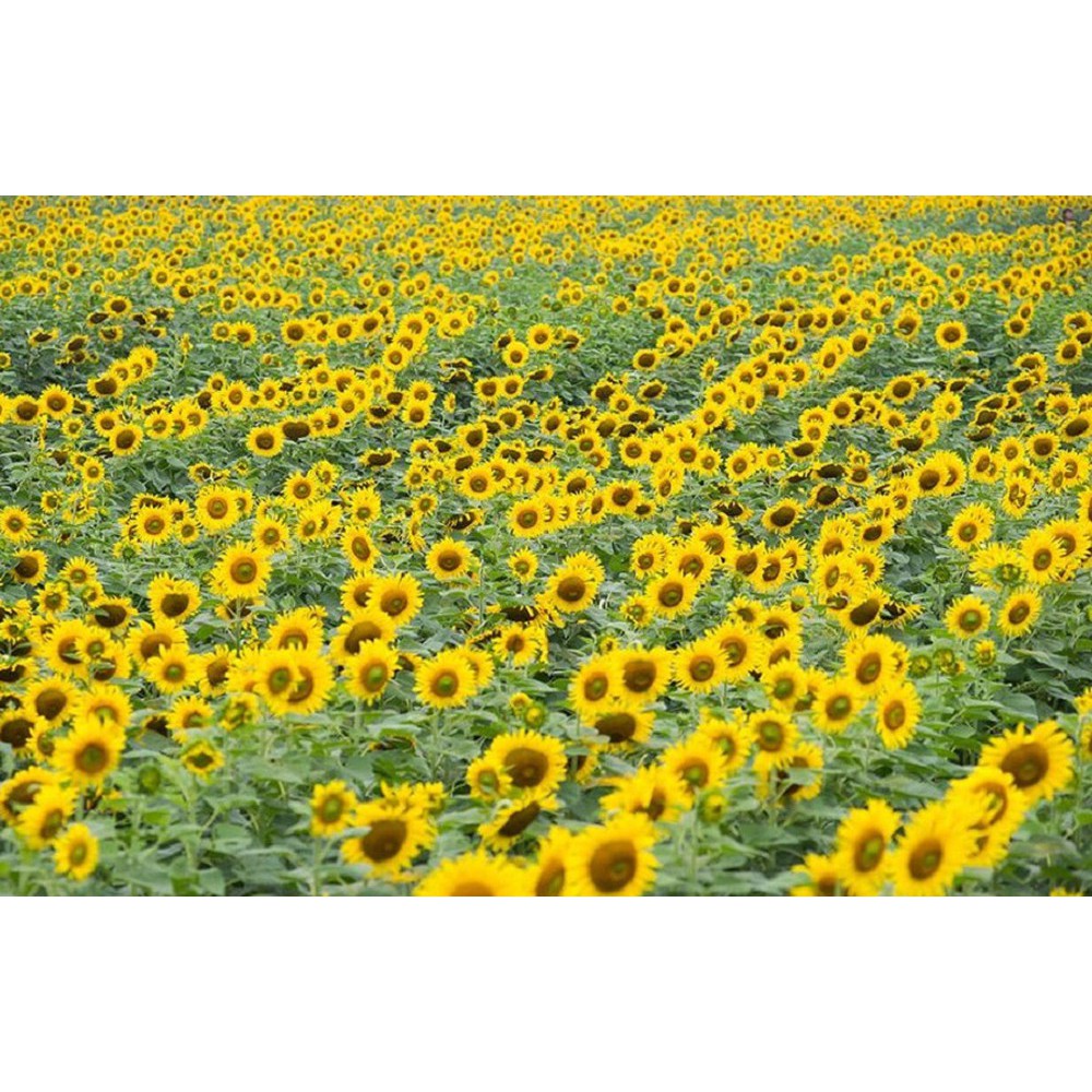 Hạt Giống Hoa Hướng Dương Valentino 10H