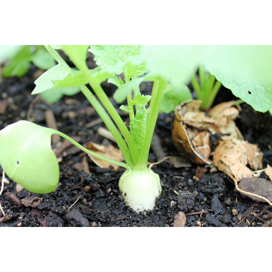 Hạt Giống Củ Cải Trắng 55 Ngày